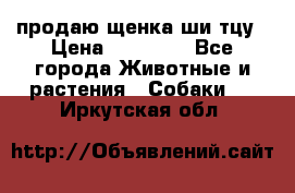 продаю щенка ши-тцу › Цена ­ 10 000 - Все города Животные и растения » Собаки   . Иркутская обл.